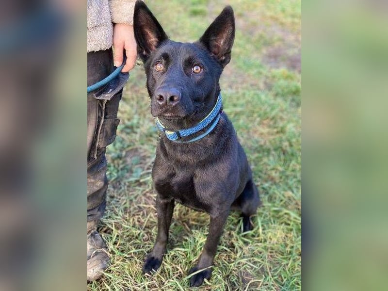DANTE , der arme Kerl wurde ausgesetzt