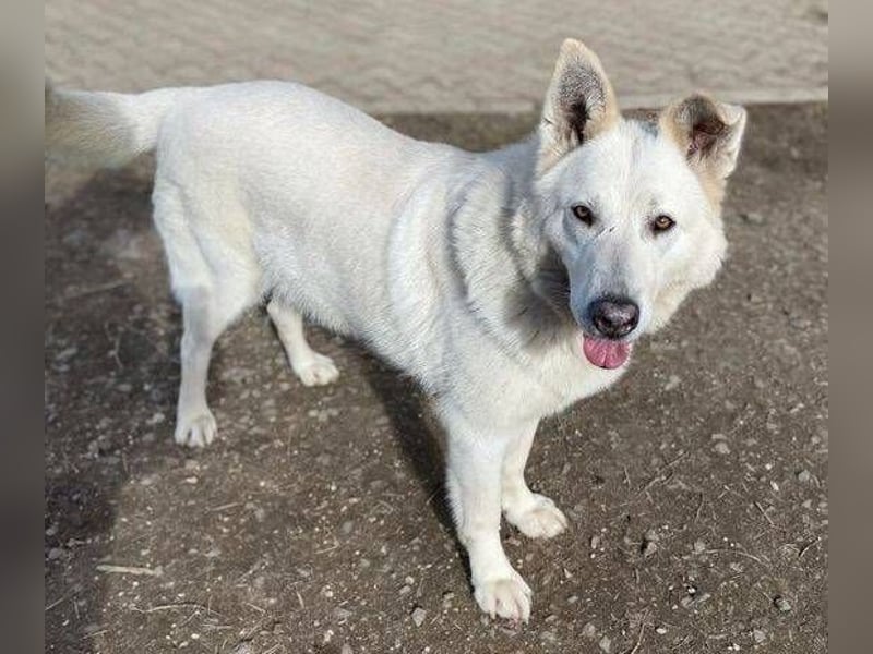 BELUSCHA hat alles verloren