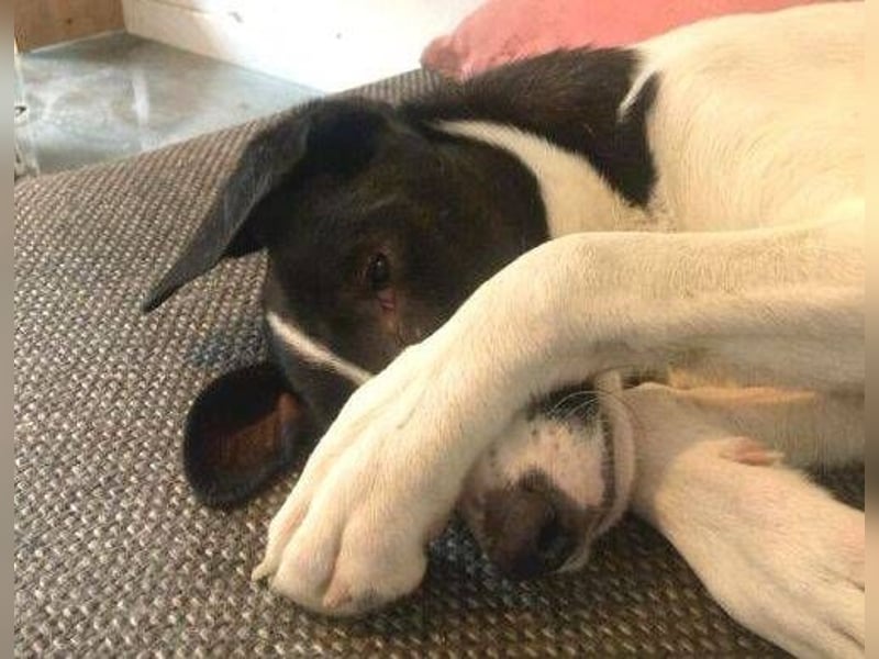 MIA 2 ist verschmust und anhänglich