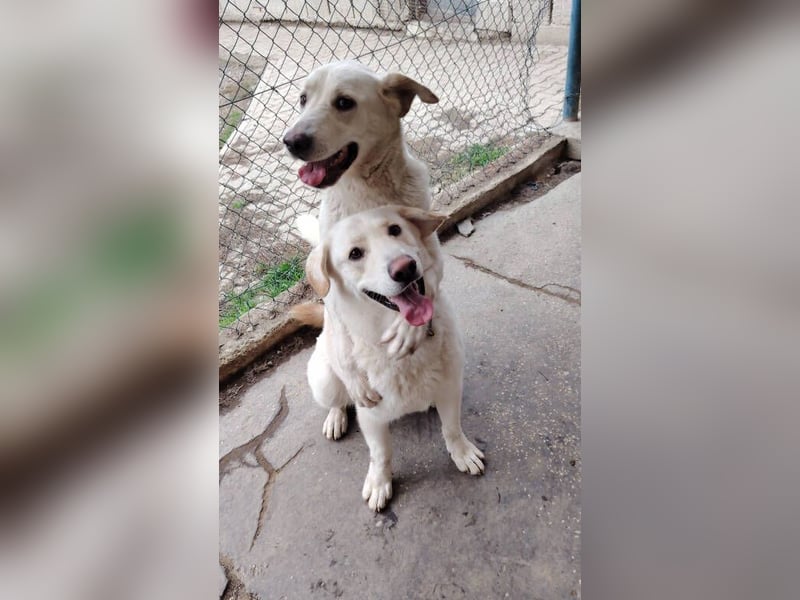 DORKA ist eine arme Maus