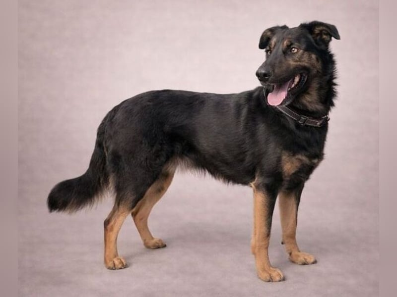 LUNA 2 wäre so gerne Familienmitglied