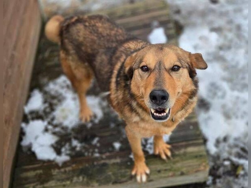 FIDO wurde grausam im Stich gelassen
