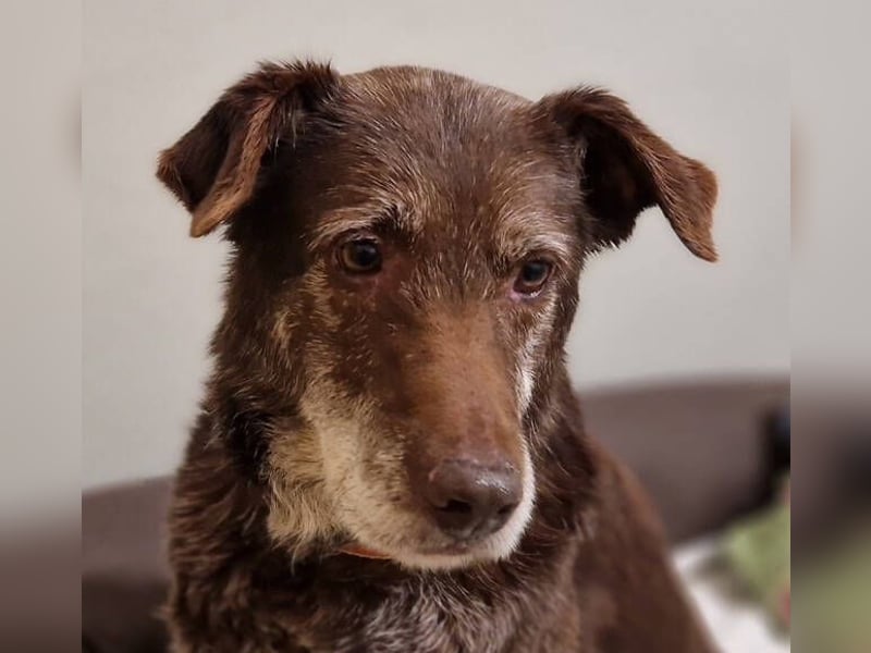 BENKO ist ein sanfter Senior
