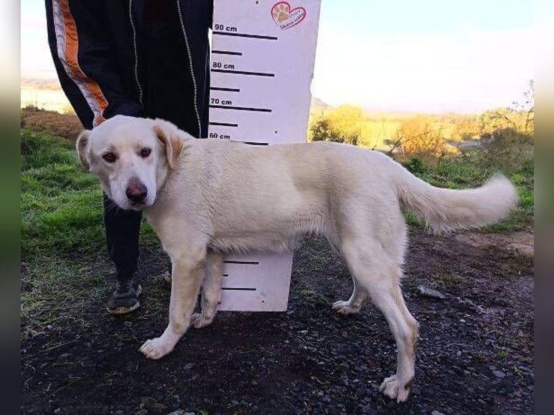 DORKA ist eine arme Maus