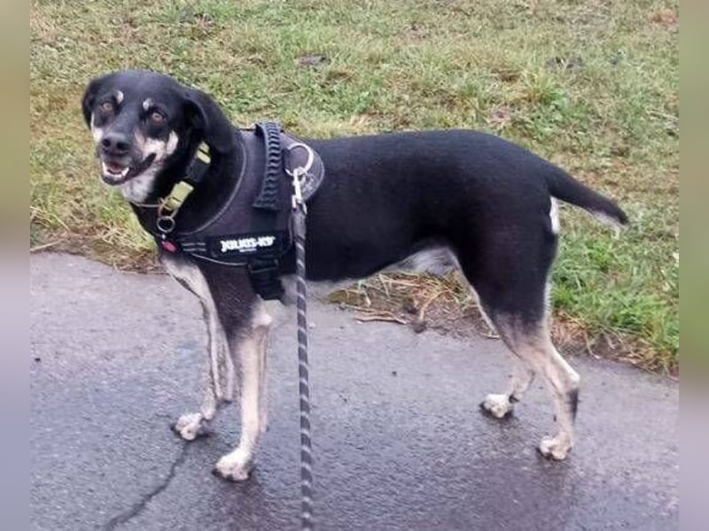 SKY ist ein Traumhund
