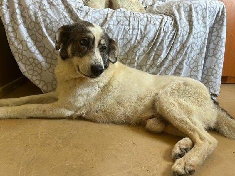 PUFI versteht sich mit allen