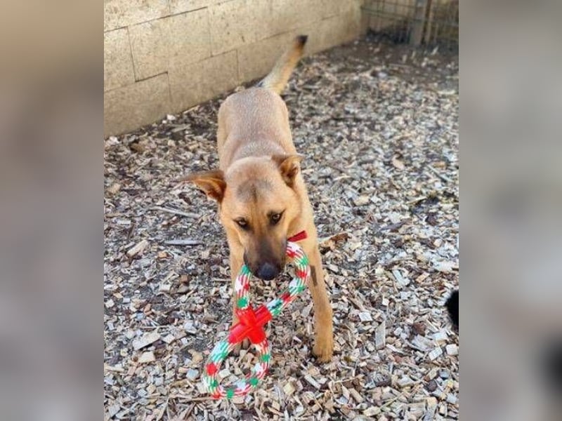 ANDRE wäre gerne dein treuer Begleiter