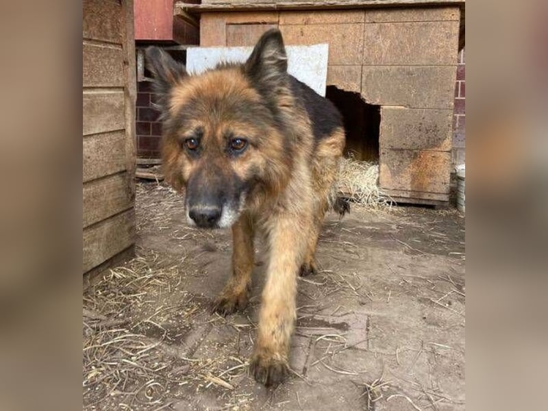 SHIRA hat endlich Liebe verdient