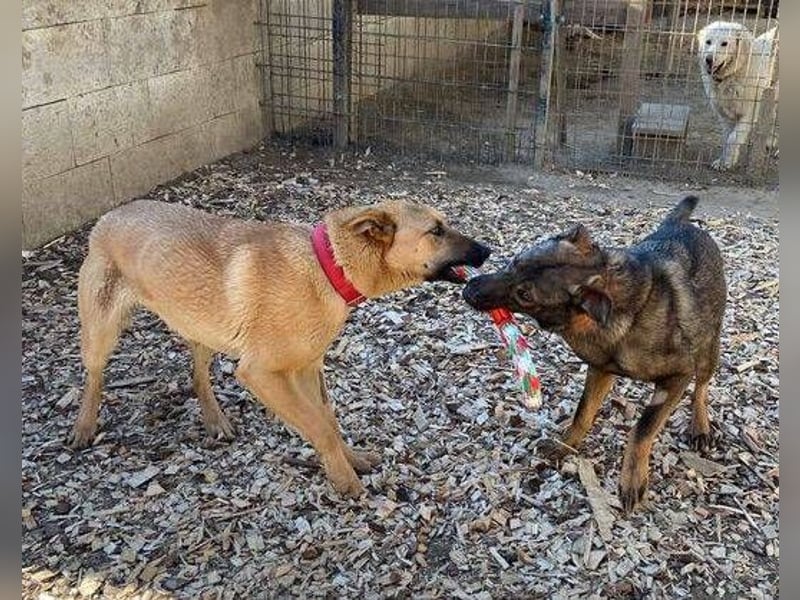 ANDRE wäre gerne dein treuer Begleiter