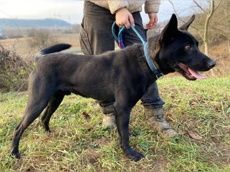 DANTE , der arme Kerl wurde ausgesetzt