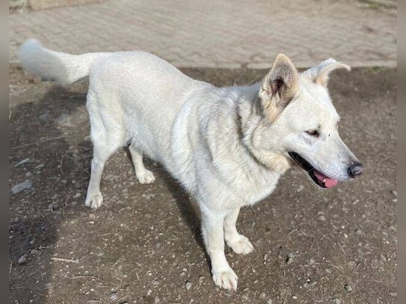 BELUSCHA hat alles verloren