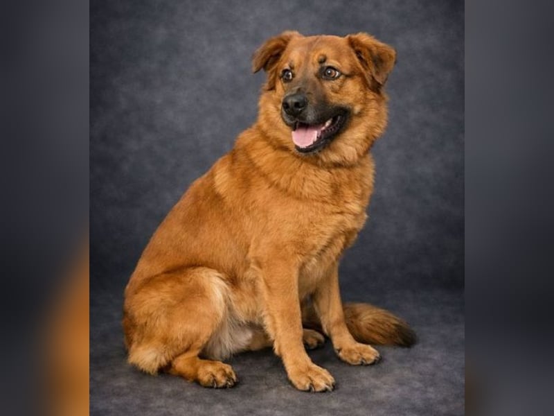 COLIN verspielter Hundejunge