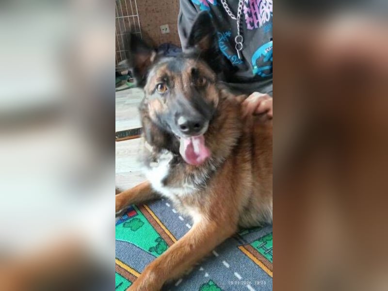 LOTTE sucht ihr Körbchen