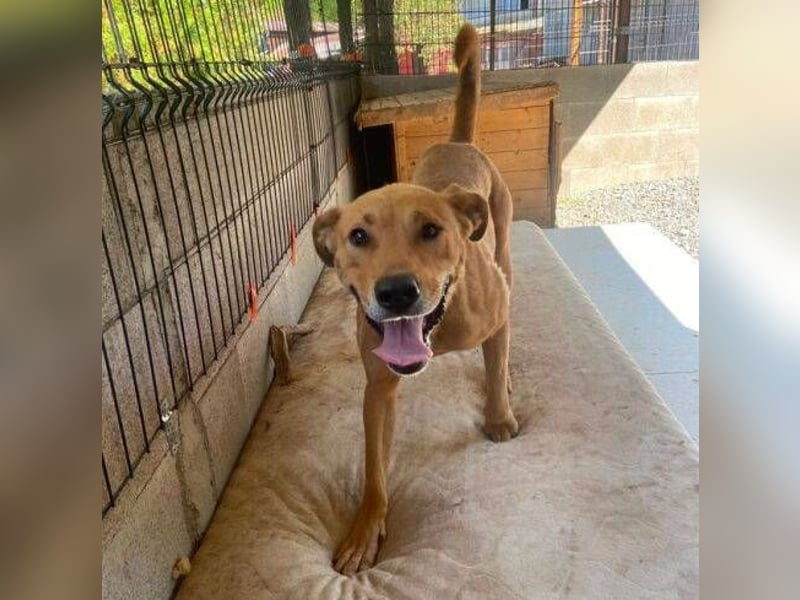 SCOOBY