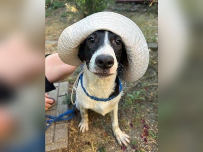 MIA 2 ist verschmust und anhänglich