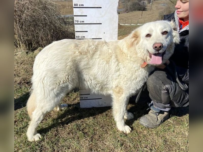 LUCY freut sich über jede Zuwendung
