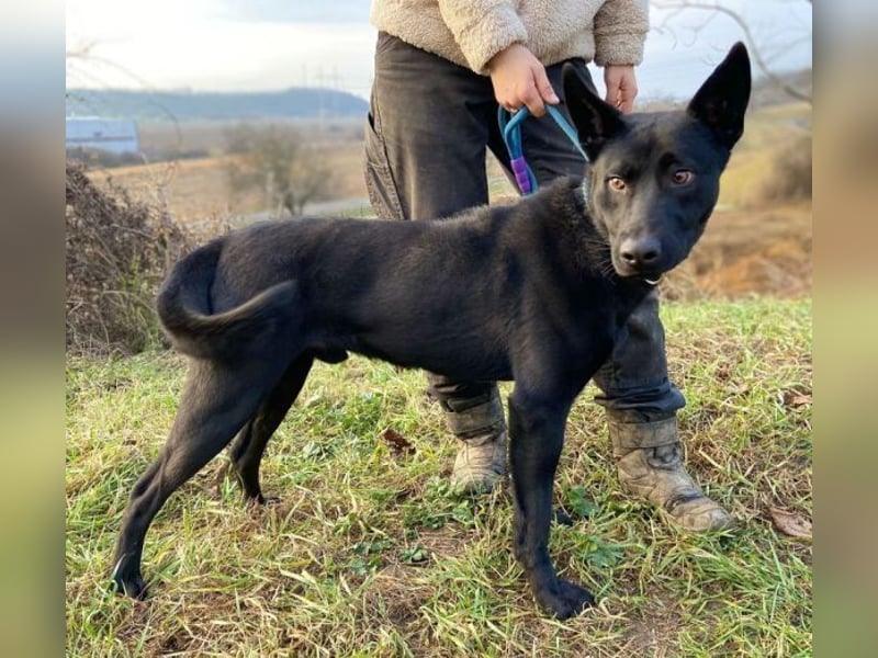 DANTE , der arme Kerl wurde ausgesetzt