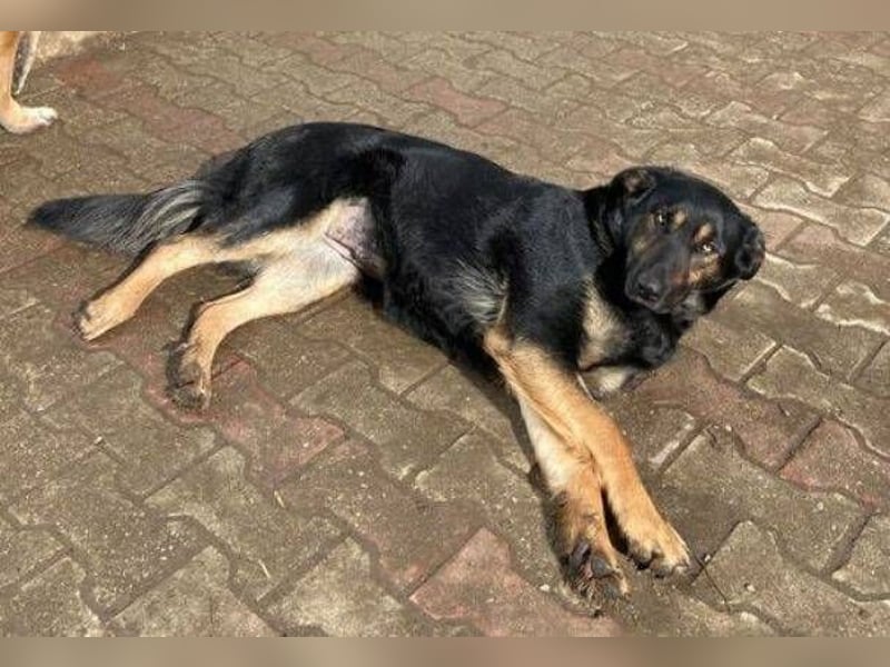 LUNA 2 wäre so gerne Familienmitglied