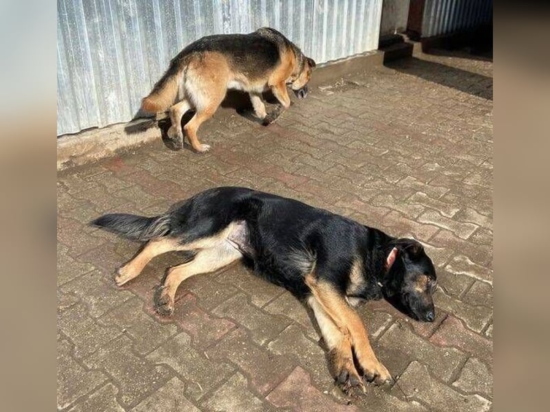 LUNA 2 wäre so gerne Familienmitglied