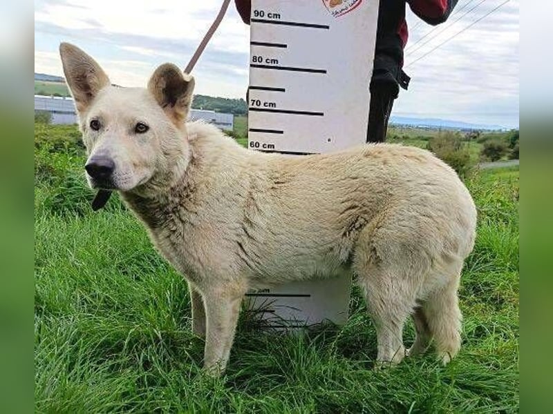 BELUSCHA hat alles verloren