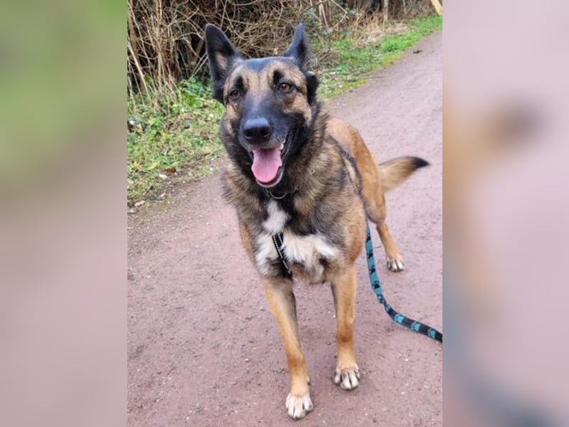 LOTTE sucht ihr Körbchen