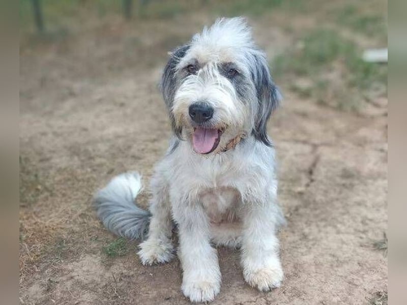 CAROLINA ist ein Traumhund