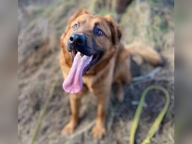 COLIN verspielter Hundejunge