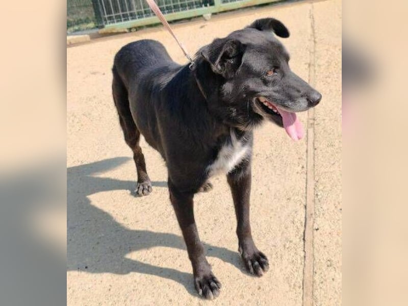 RUSTY hätte so sehr etwas Liebe verdient