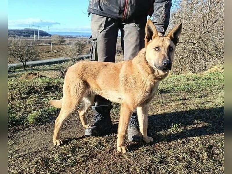 ANDRE wäre gerne dein treuer Begleiter