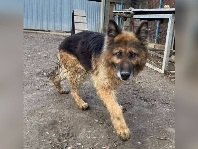 SHIRA hat endlich Liebe verdient