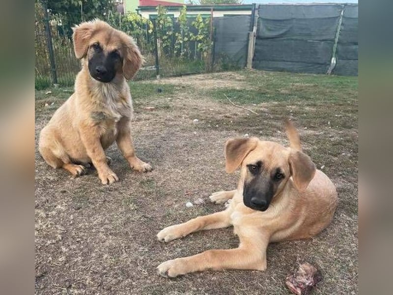 ARABELLA ist ein aufgeschlossenes, liebes Hundemädchen