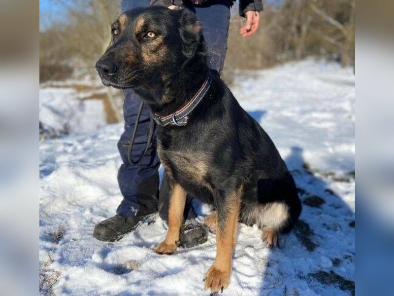 LUNA 2 wäre so gerne Familienmitglied