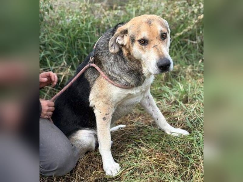 BOBBY 2 wurde hilflos zurück gelassen