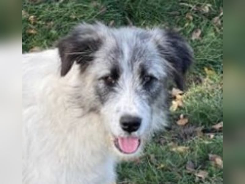 HILDE braucht ein richtiges Zuhause