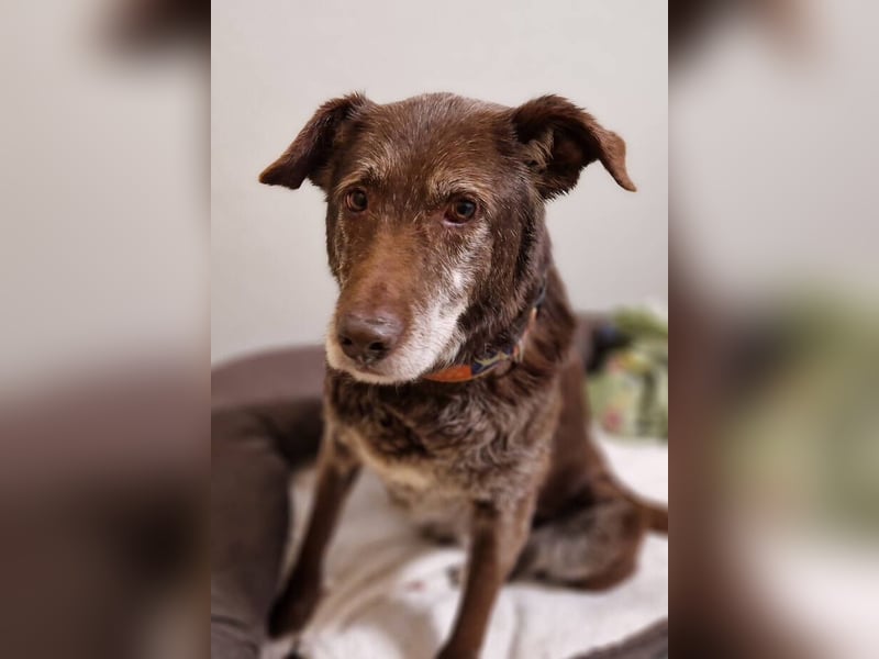 BENKO ist ein sanfter Senior
