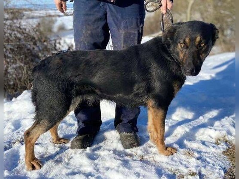 LUNA 2 wäre so gerne Familienmitglied