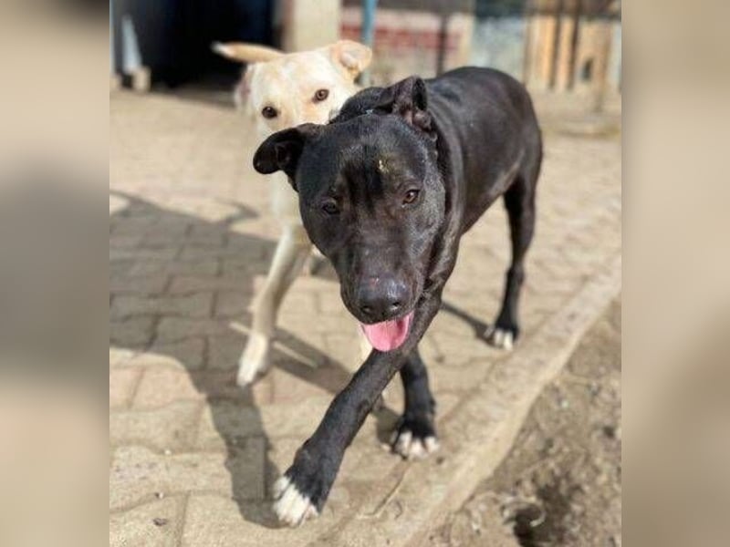 SUNNY sucht seine Menschen