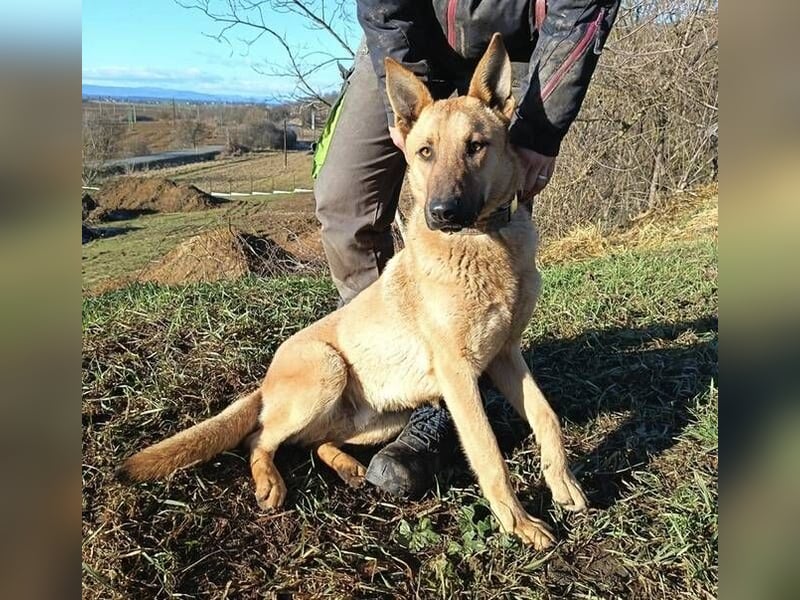 ANDRE wäre gerne dein treuer Begleiter