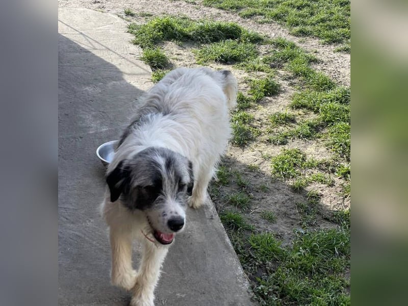 HILDE braucht ein richtiges Zuhause