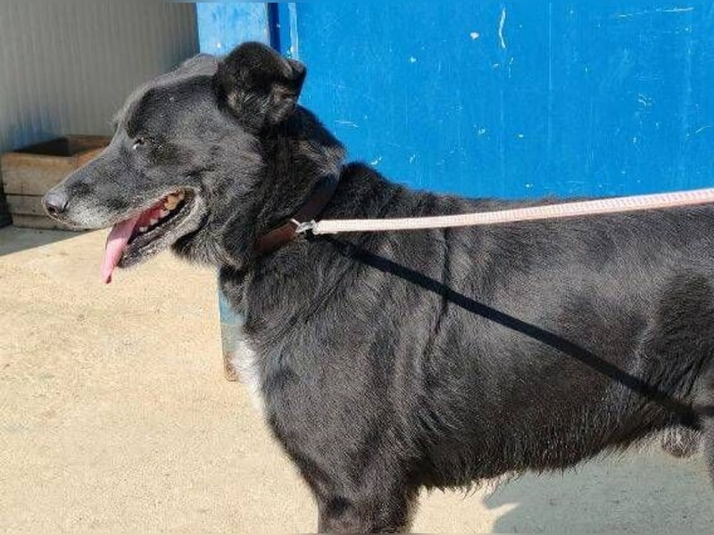 RUSTY hätte so sehr etwas Liebe verdient