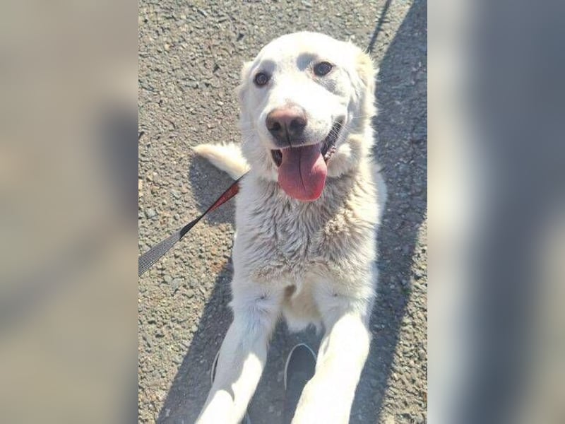 LUCY freut sich über jede Zuwendung