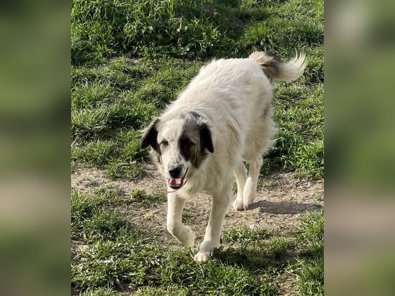 LUDWIG,  Bucovina Mix, sehnt sich nach einer Familie