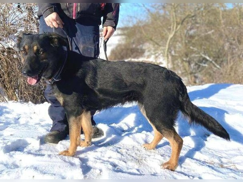 LUNA 2 wäre so gerne Familienmitglied