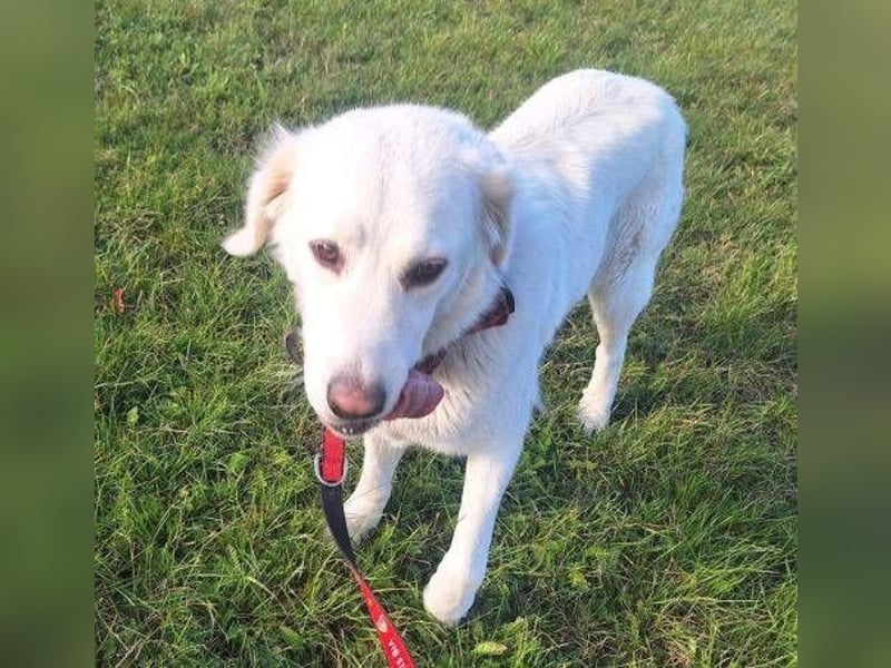 LUCY freut sich über jede Zuwendung