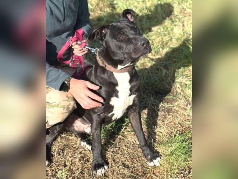 SUNNY sucht seine Menschen SUNNY sucht seine Menschen