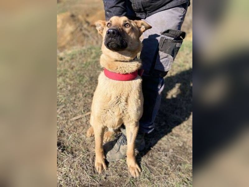ANDRE wäre gerne dein treuer Begleiter