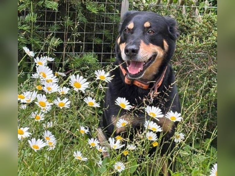 MYLO sucht ein ruhiges Zuhause