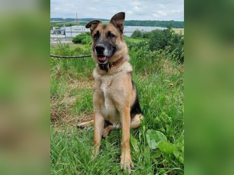 VILLY ist einfach nur lieb