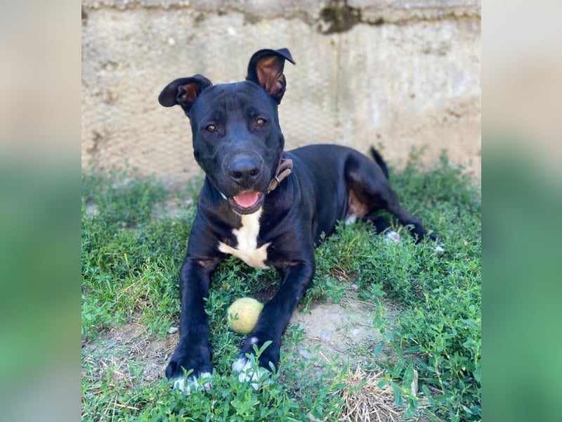 SUNNY sucht seine Menschen SUNNY sucht seine Menschen