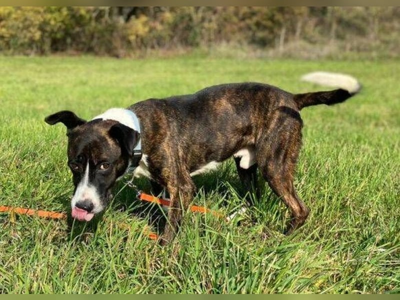 HUBERT - wer schenkt ihm Liebe 